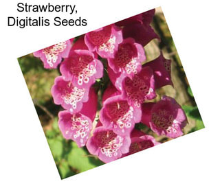 Strawberry, Digitalis Seeds