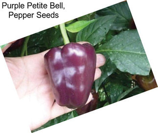 Purple Petite Bell, Pepper Seeds