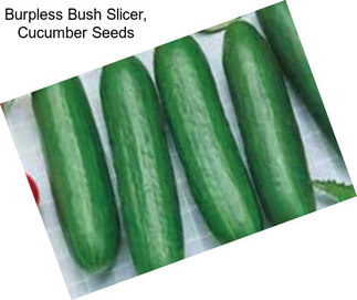 Burpless Bush Slicer, Cucumber Seeds
