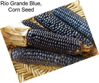 Rio Grande Blue, Corn Seed