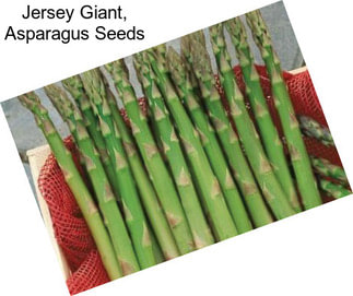 Jersey Giant, Asparagus Seeds