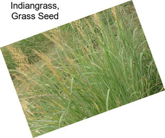 Indiangrass, Grass Seed