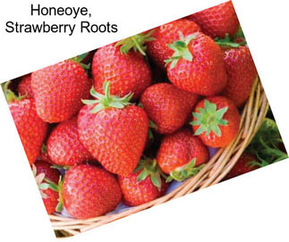 Honeoye, Strawberry Roots