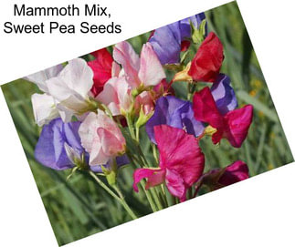 Mammoth Mix, Sweet Pea Seeds