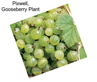 Pixwell, Gooseberry Plant