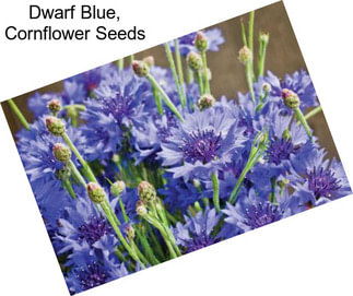 Dwarf Blue, Cornflower Seeds