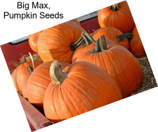 Big Max, Pumpkin Seeds
