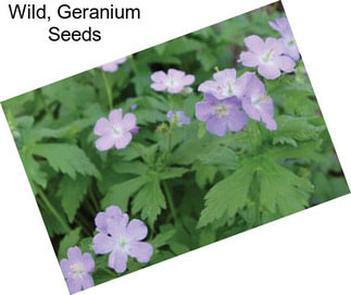 Wild, Geranium Seeds