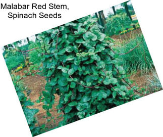 Malabar Red Stem, Spinach Seeds