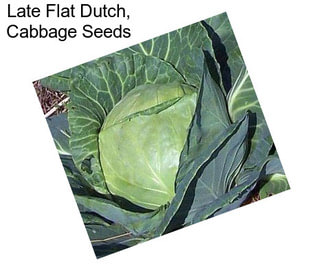 Late Flat Dutch, Cabbage Seeds