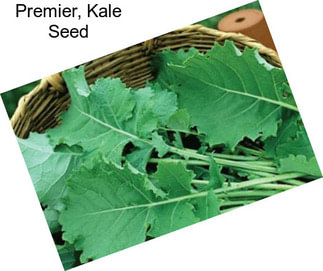 Premier, Kale Seed