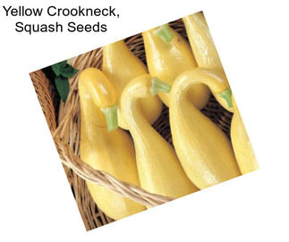 Yellow Crookneck, Squash Seeds