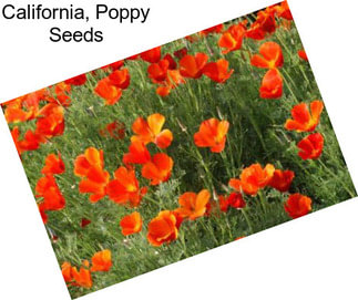 California, Poppy Seeds