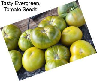 Tasty Evergreen, Tomato Seeds