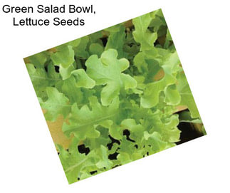 Green Salad Bowl, Lettuce Seeds