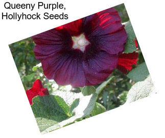 Queeny Purple, Hollyhock Seeds