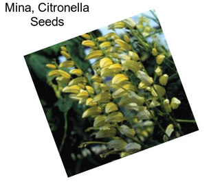 Mina, Citronella Seeds