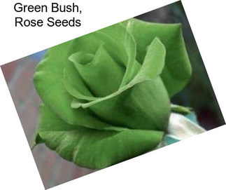 Green Bush, Rose Seeds