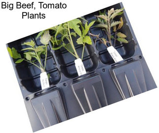 Big Beef, Tomato Plants