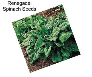 Renegade, Spinach Seeds