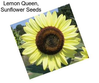 Lemon Queen, Sunflower Seeds