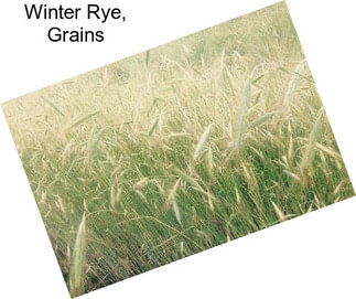 Winter Rye, Grains