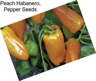 Peach Habanero, Pepper Seeds