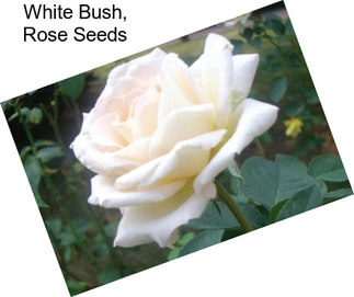 White Bush, Rose Seeds