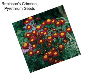 Robinson\'s Crimson, Pyrethrum Seeds