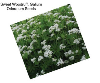 Sweet Woodruff, Galium Odoratum Seeds