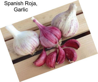 Spanish Roja, Garlic