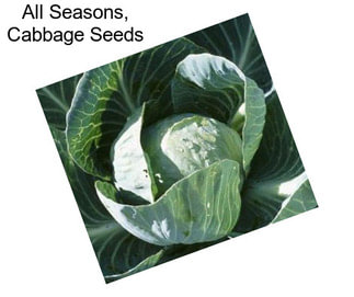 All Seasons, Cabbage Seeds