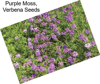 Purple Moss, Verbena Seeds