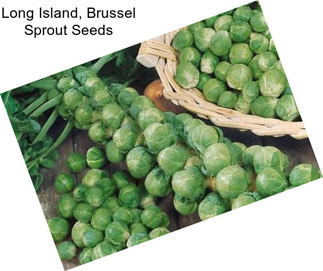 Long Island, Brussel Sprout Seeds