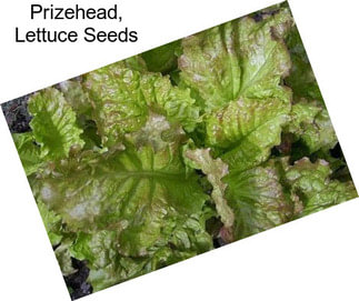 Prizehead, Lettuce Seeds