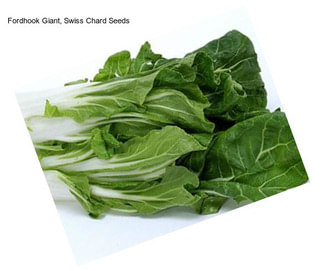 Fordhook Giant, Swiss Chard Seeds