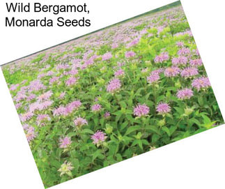 Wild Bergamot, Monarda Seeds