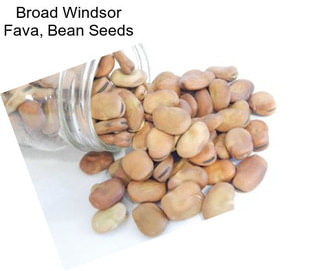 Broad Windsor Fava, Bean Seeds