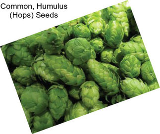 Common, Humulus (Hops) Seeds