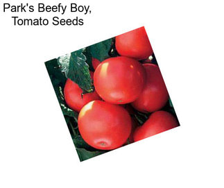 Park\'s Beefy Boy, Tomato Seeds