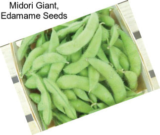 Midori Giant, Edamame Seeds