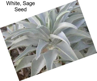 White, Sage Seed
