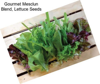 Gourmet Mesclun Blend, Lettuce Seeds