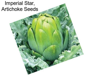 Imperial Star, Artichoke Seeds