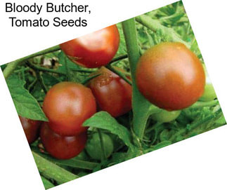Bloody Butcher, Tomato Seeds