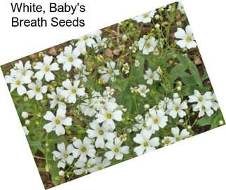 White, Baby\'s Breath Seeds