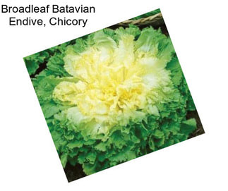 Broadleaf Batavian Endive, Chicory