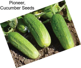 Pioneer, Cucumber Seeds