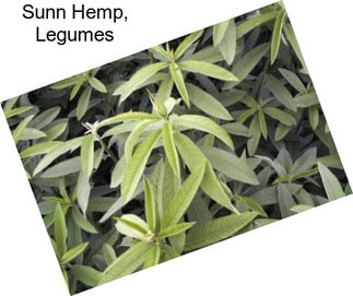 Sunn Hemp, Legumes