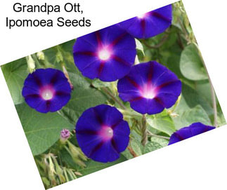 Grandpa Ott, Ipomoea Seeds